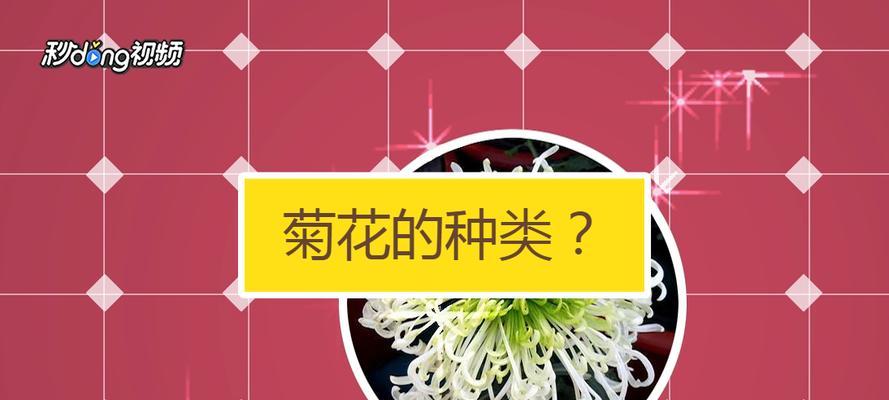 菊花品种繁多如何分类？菊花品种分类与养护技巧？
