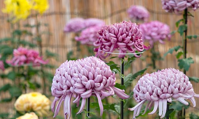 菊花品种繁多如何分类？菊花品种分类与养护技巧？
