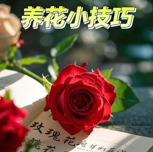 玫瑰怎么养才能花开不断？玫瑰养护的秘诀是什么？
