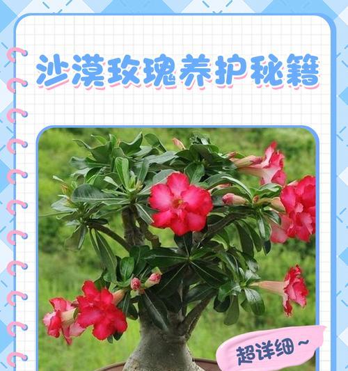 玫瑰怎么养才能花开不断？玫瑰养护的秘诀是什么？