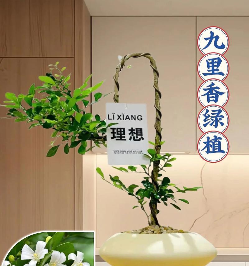 九里香浇水的正确方法是什么？多久浇一次水合适？