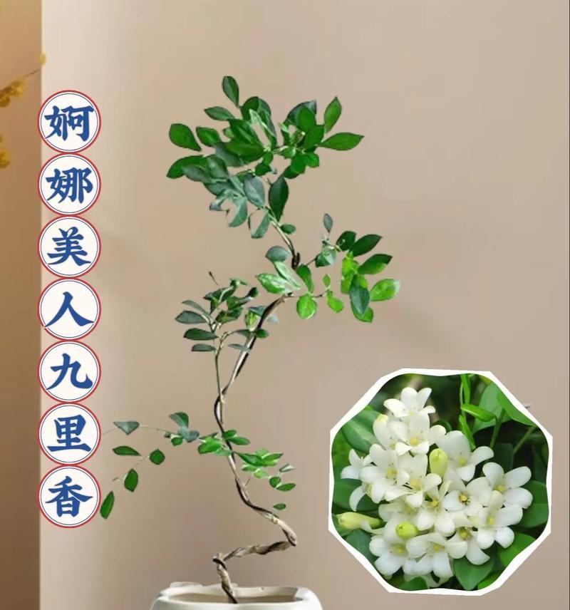 九里香浇水的正确方法是什么？多久浇一次水合适？
