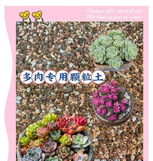 改良土壤有什么植物？适合改良土壤的植物种类和作用是什么？