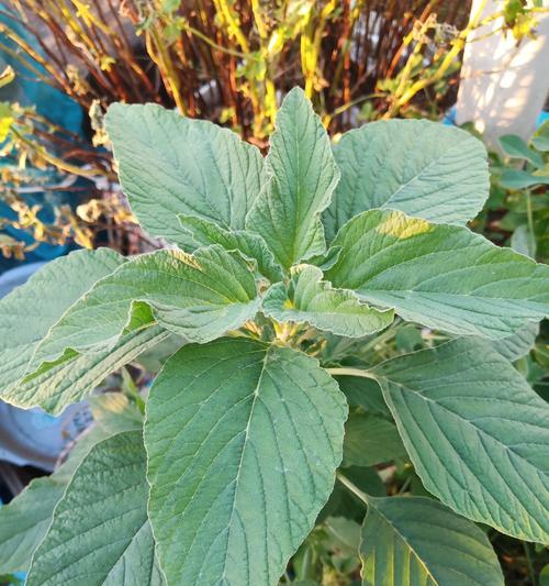 改良土壤有什么植物？适合改良土壤的植物种类和作用是什么？