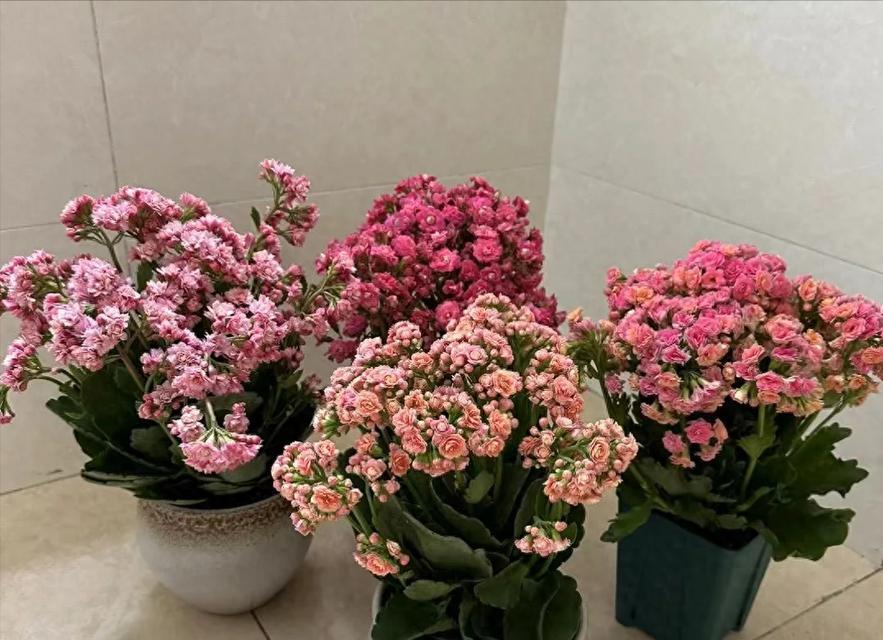 长寿花冬季管理方法是什么？怎样确保其安全过冬？