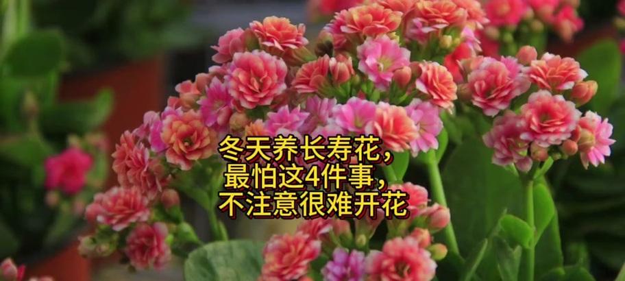 长寿花冬季管理方法是什么？怎样确保其安全过冬？