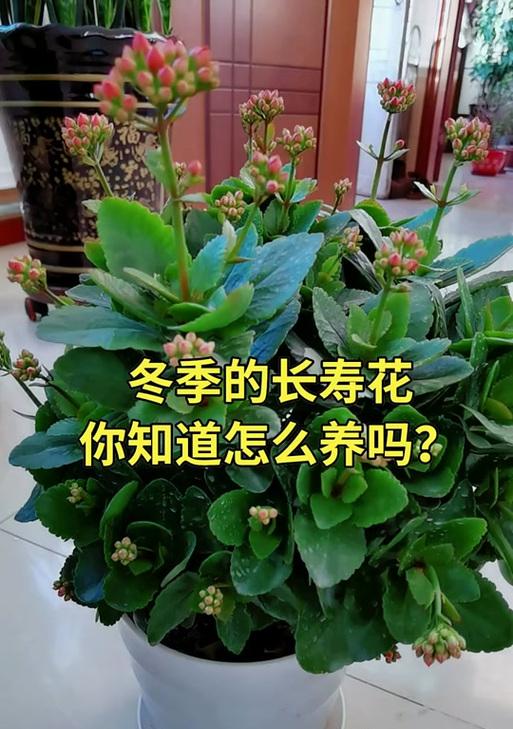 长寿花冬季管理方法是什么？怎样确保其安全过冬？