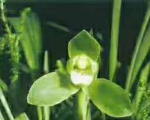 春兰兰花品种有哪些？如何选择适合的春兰兰花品种？