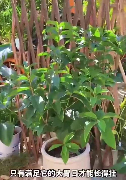 盆栽桂花施肥的正确方式？施肥频率是多少？