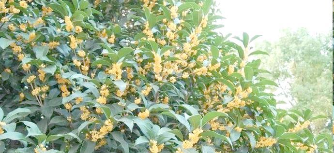盆栽桂花施肥的正确方式？施肥频率是多少？