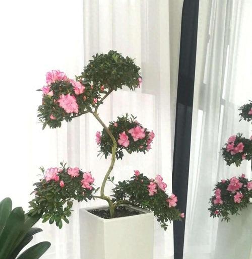 杜鹃花的养殖技巧是什么？如何让杜鹃花开得更美？