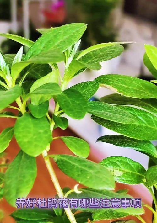杜鹃花的养殖技巧是什么？如何让杜鹃花开得更美？