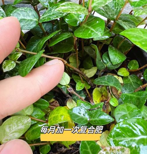 叶子枯了怎么办？植物叶子枯萎的常见原因及解决方法是什么？