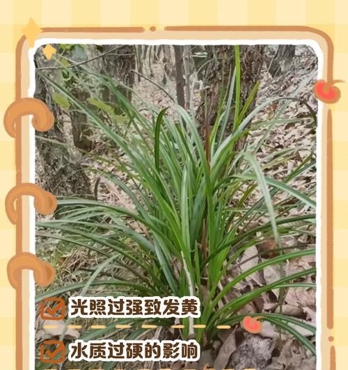 叶子枯了怎么办？植物叶子枯萎的常见原因及解决方法是什么？