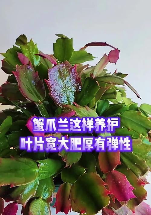 蟹爪兰的最佳施肥方法是什么？什么肥料最适合蟹爪兰？