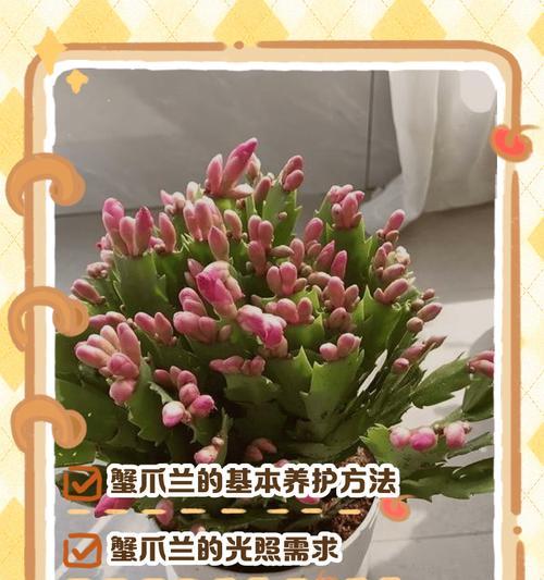 蟹爪兰的最佳施肥方法是什么？什么肥料最适合蟹爪兰？