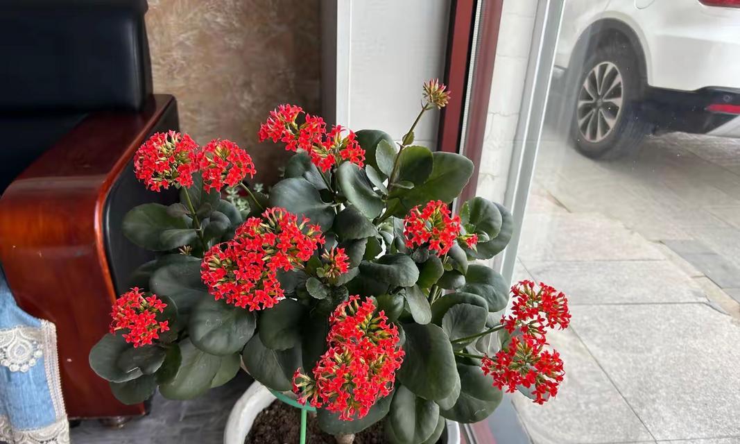 办公室适合摆放哪些花卉？花卉对办公环境的影响是什么？