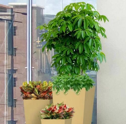 办公室适合摆放哪些花卉？花卉对办公环境的影响是什么？