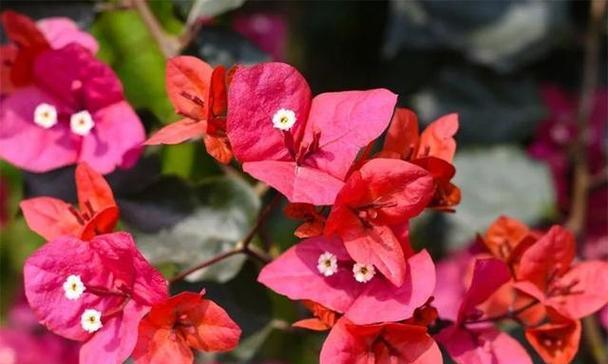 花卉品种植物有哪些？如何选择适合的花卉品种？