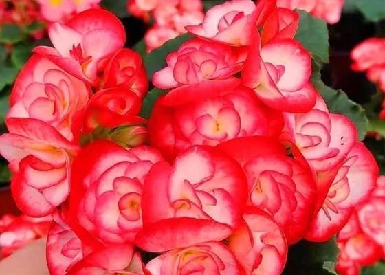 花卉品种植物有哪些？如何选择适合的花卉品种？