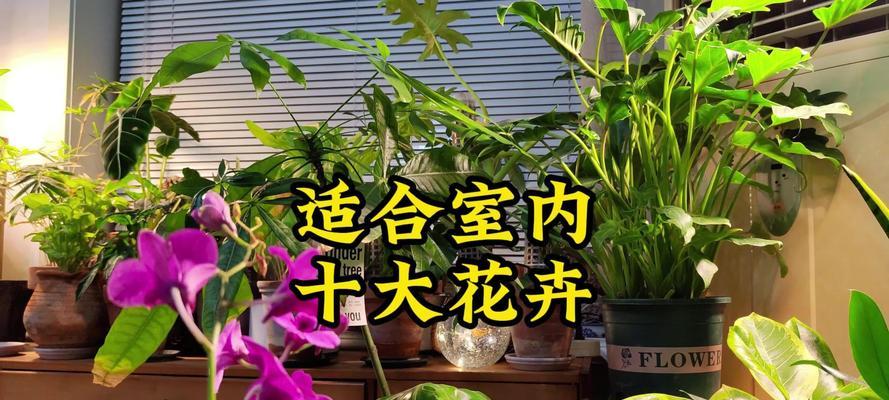 花卉品种植物有哪些？如何选择适合的花卉品种？