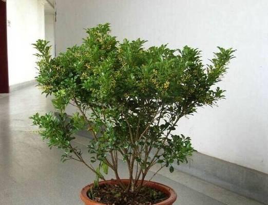 米兰树掉叶子怎么办？可能的原因有哪些？