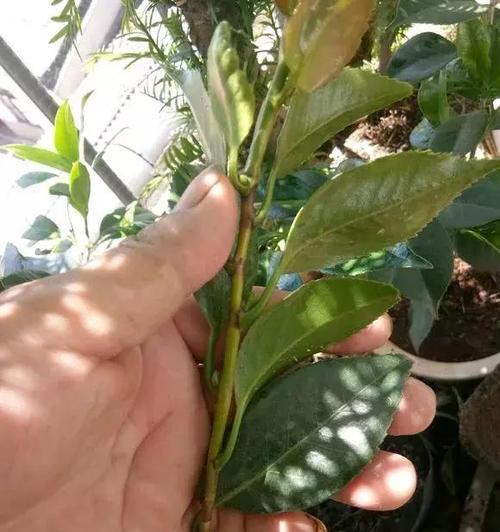 米兰树掉叶子怎么办？可能的原因有哪些？