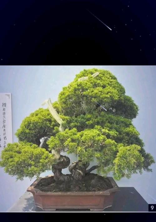 盆景什么时候换盆？换盆的最佳时机是什么时候？