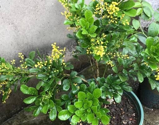 米兰花的日常养护技巧有哪些？