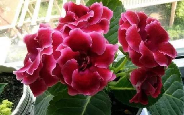 紫芋的养护技巧有哪些？如何让紫芋的叶子更加鲜艳？