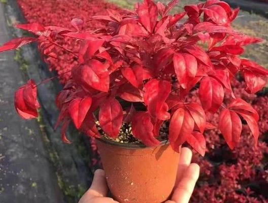 紫芋的养护技巧有哪些？如何让紫芋的叶子更加鲜艳？