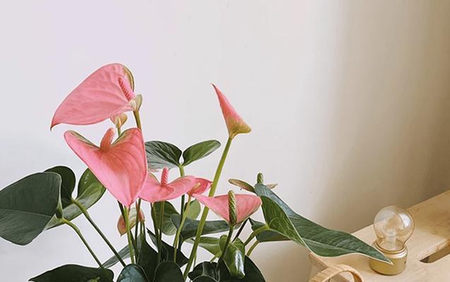 粉掌不开花是什么原因？