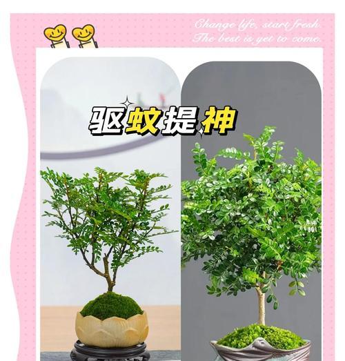 清香木叶子下垂如何应对？