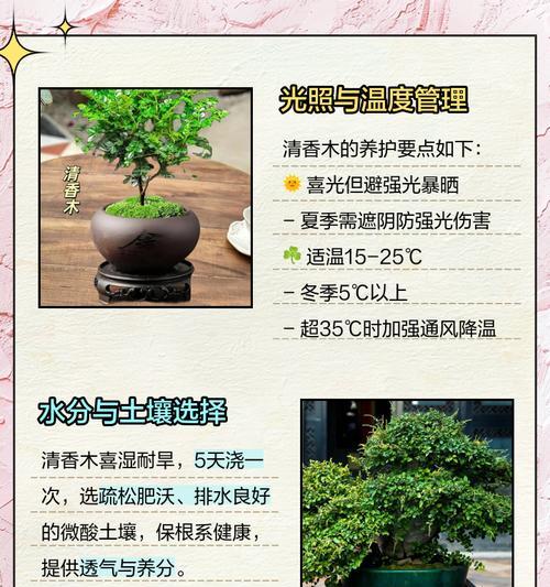 清香木叶子下垂如何应对？