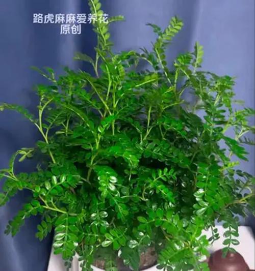 清香木叶子下垂如何应对？