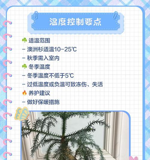 澳洲杉盆景修剪技巧有哪些？