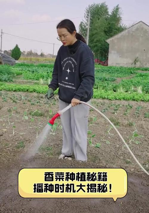 香菜种子播种的正确方法是什么？