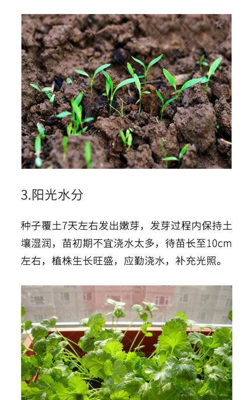 香菜种子播种的正确方法是什么？