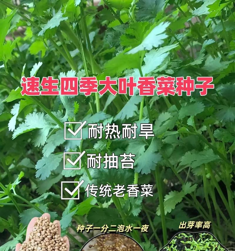 香菜种子播种的正确方法是什么？