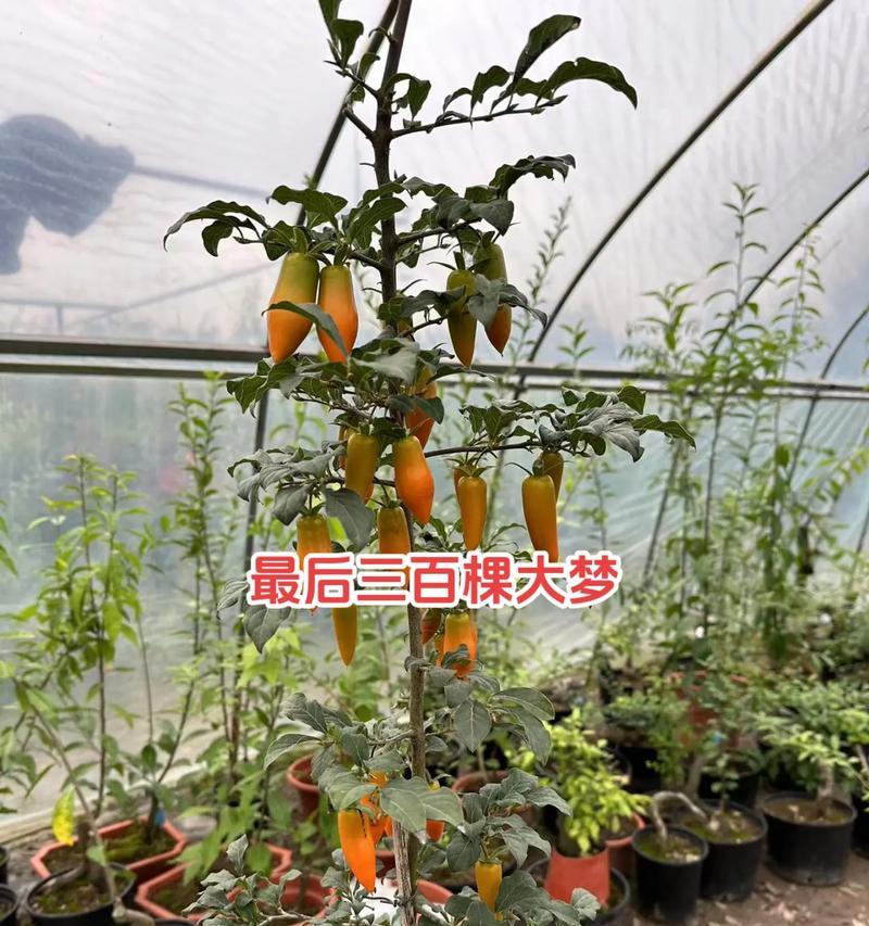 枫树嫁接技术及嫁接后的管理要点？