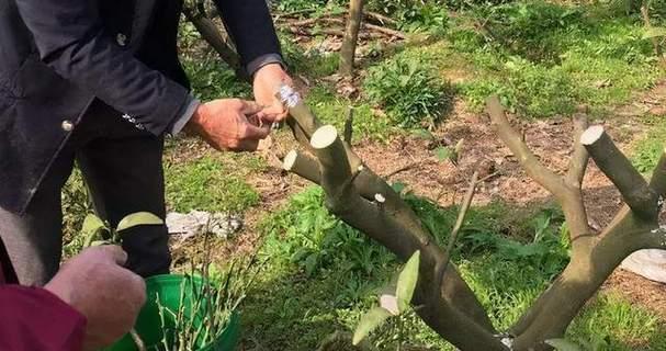 枫树嫁接技术及嫁接后的管理要点？