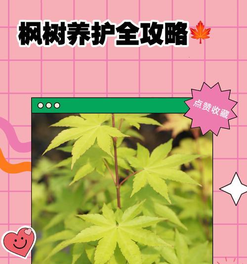 枫树嫁接技术及嫁接后的管理要点？