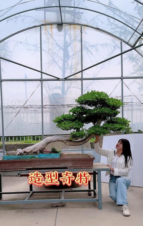 黄杨盆景应该使用哪种土壤？如何正确选择盆土？