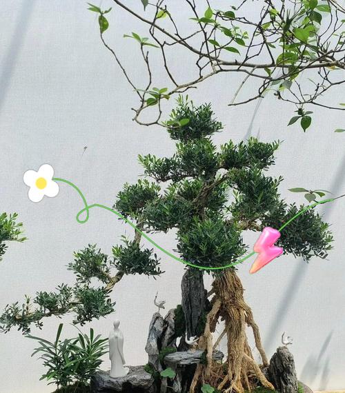 黄杨盆景应该使用哪种土壤？如何正确选择盆土？