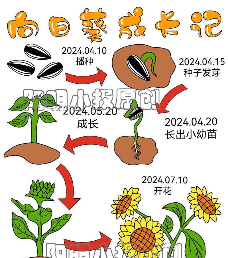 观赏向日葵的种植方法？如何保证向日葵的观赏效果？