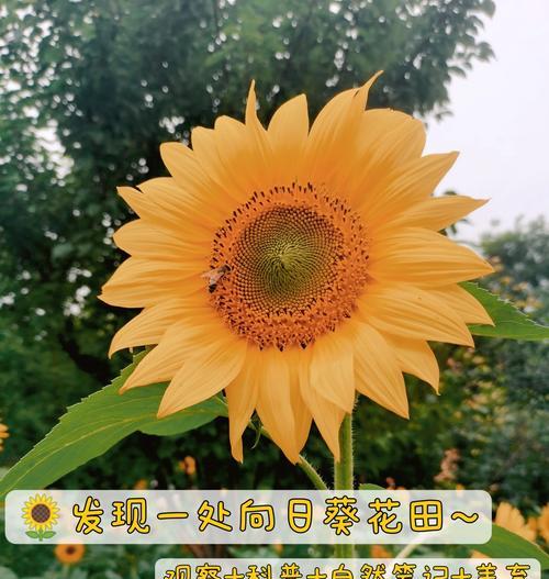 观赏向日葵的种植方法？如何保证向日葵的观赏效果？