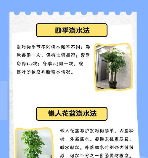 发财树的栽培技巧有哪些？怎样才能茁壮成长？