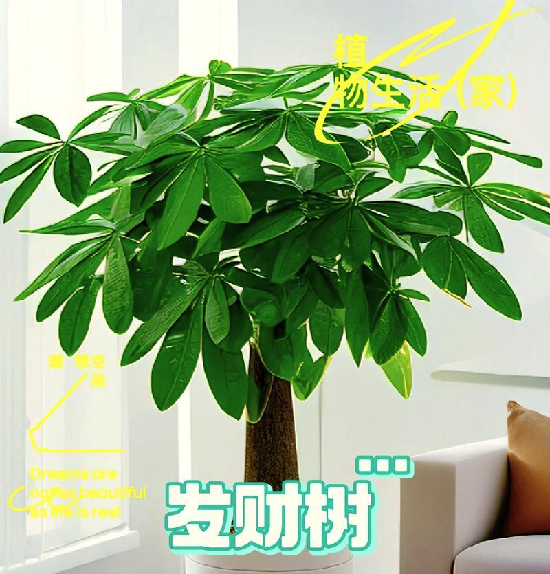 发财树的栽培技巧有哪些？怎样才能茁壮成长？