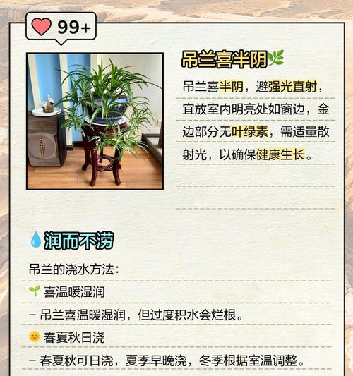 冬季吊兰的养护要点是什么？如何避免冬季吊兰冻伤？