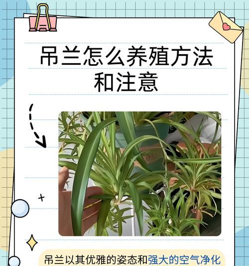 冬季吊兰的养护要点是什么？如何避免冬季吊兰冻伤？